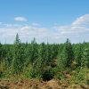 Hemp :: What to Know Before You Grow!